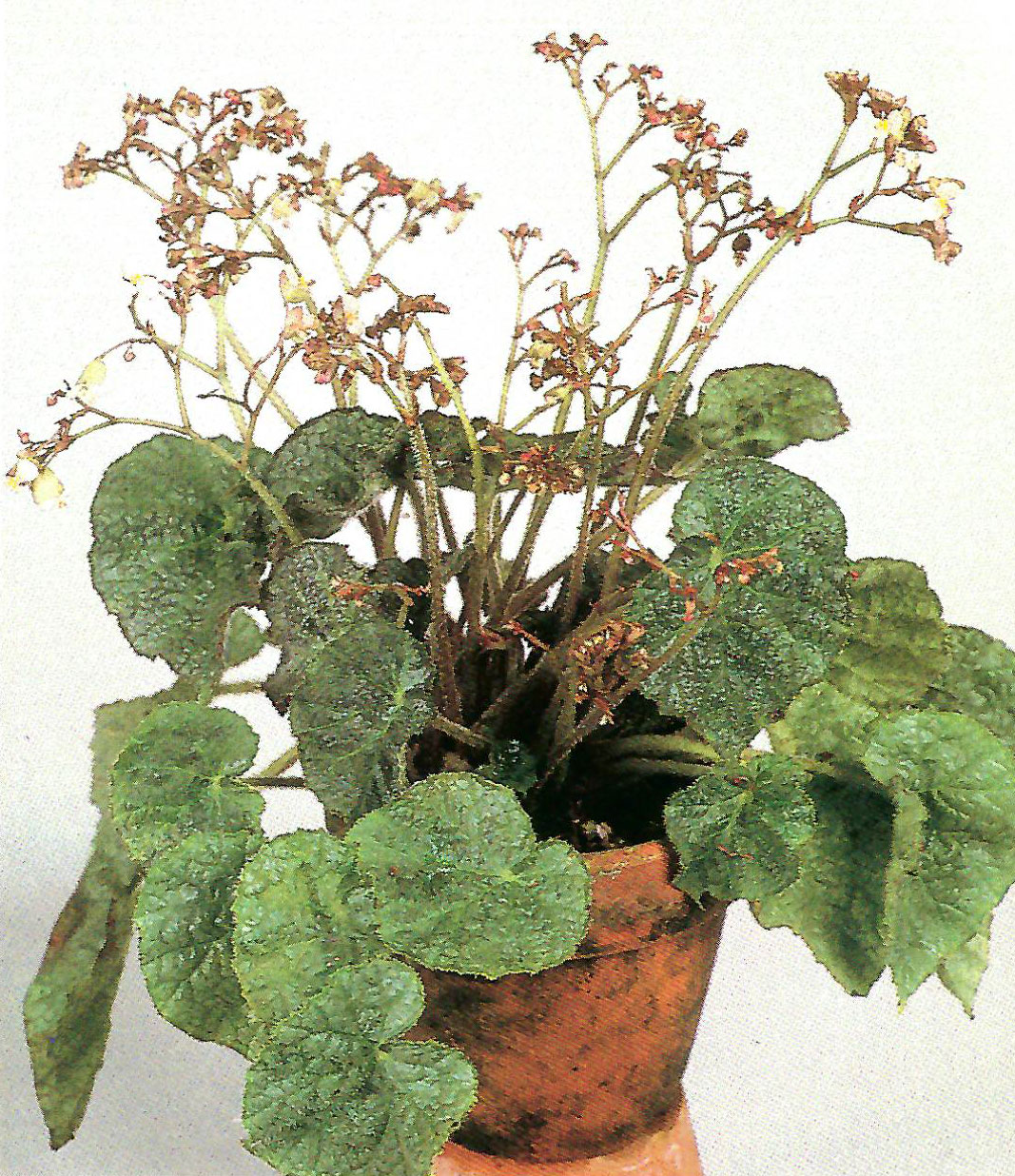 B. ‘Illustrata’